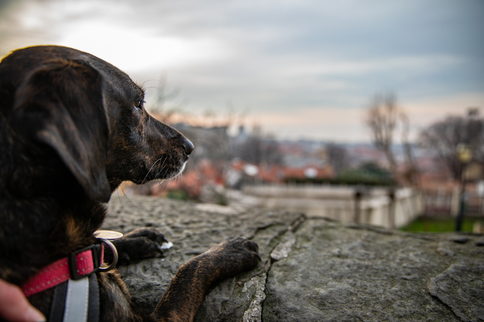 Zoey hat den Weitblick